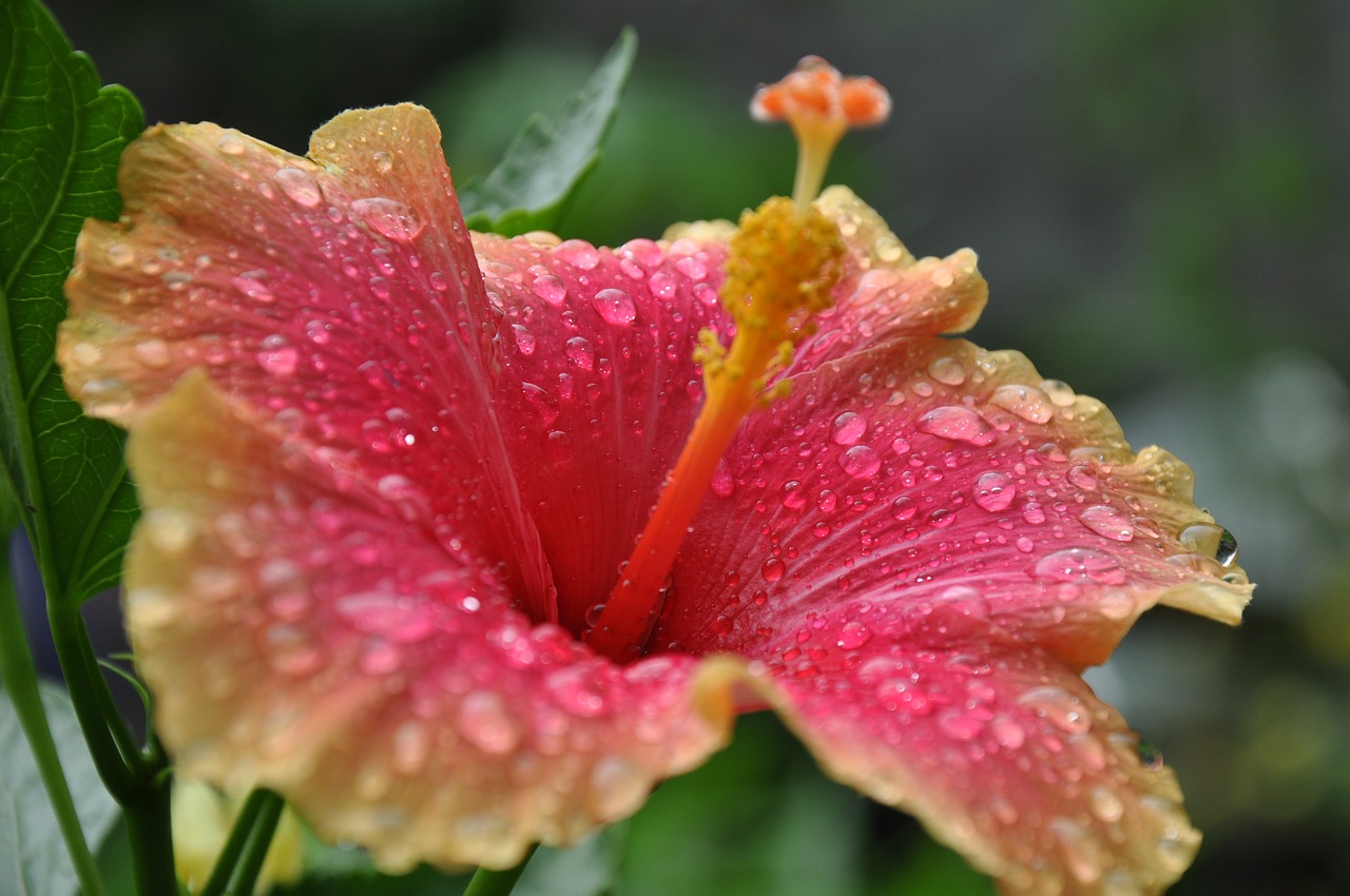 flower blossom plant free photo