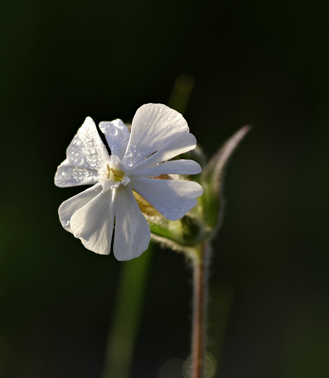 flower white gentle free photo