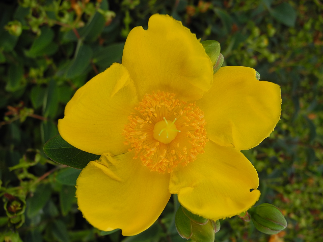 flower yellow petals pistils free photo