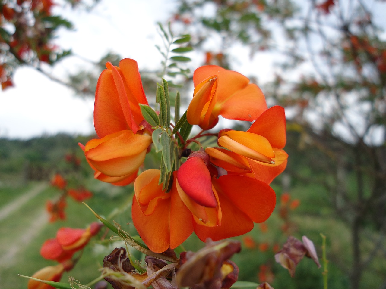 flower orange petal free photo