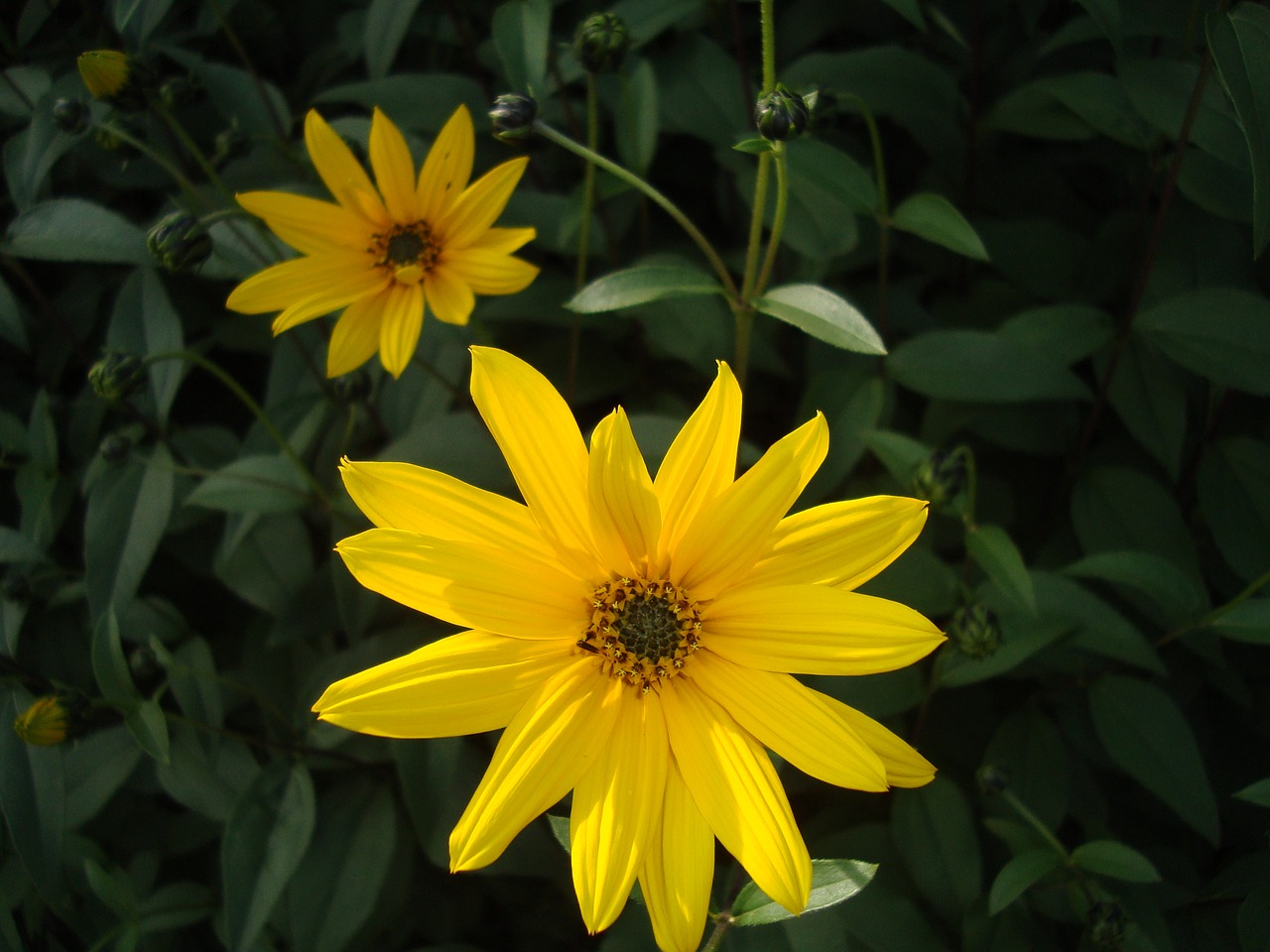 flower yellow sunflower free photo