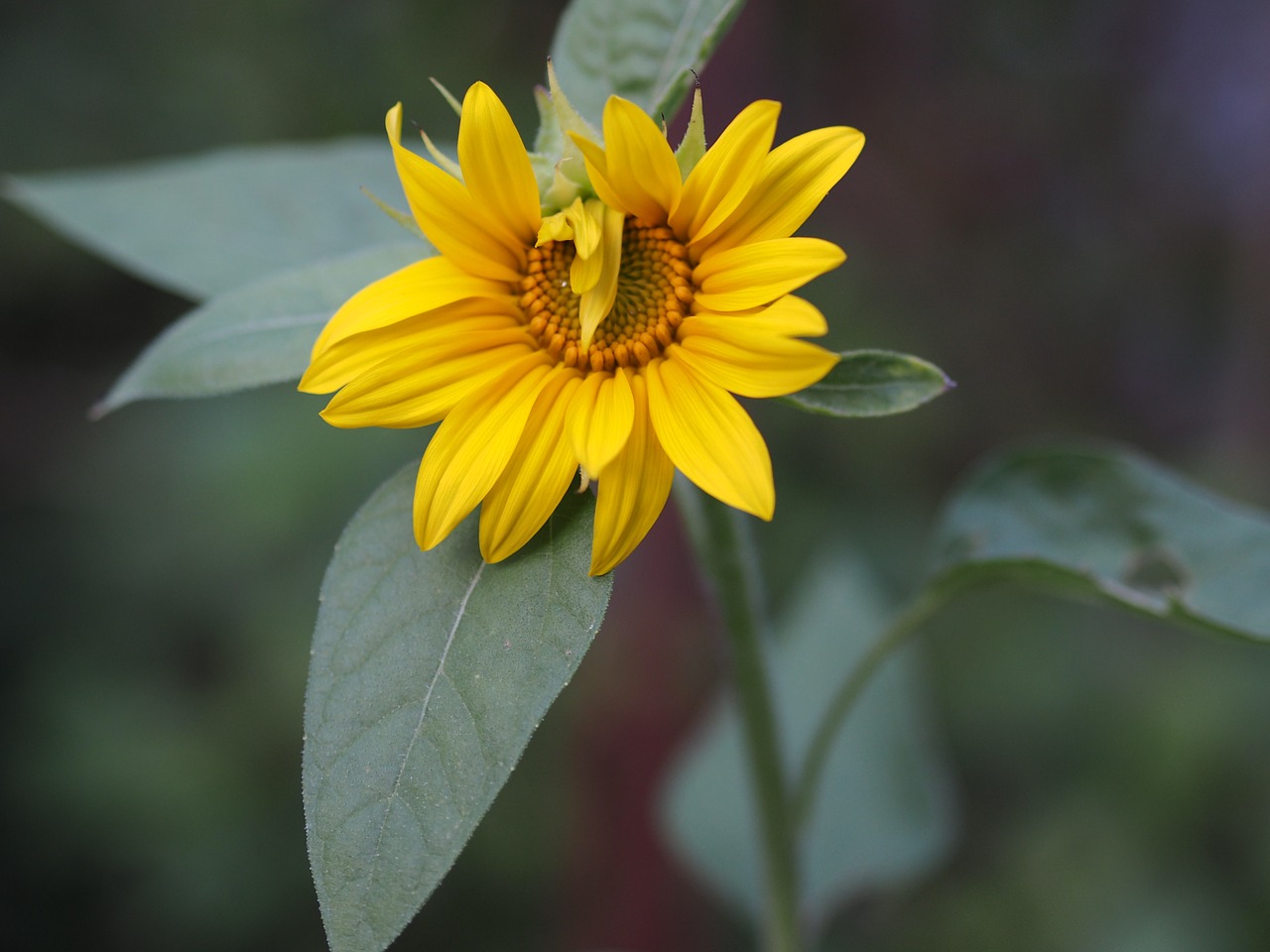 flower yellow love free photo