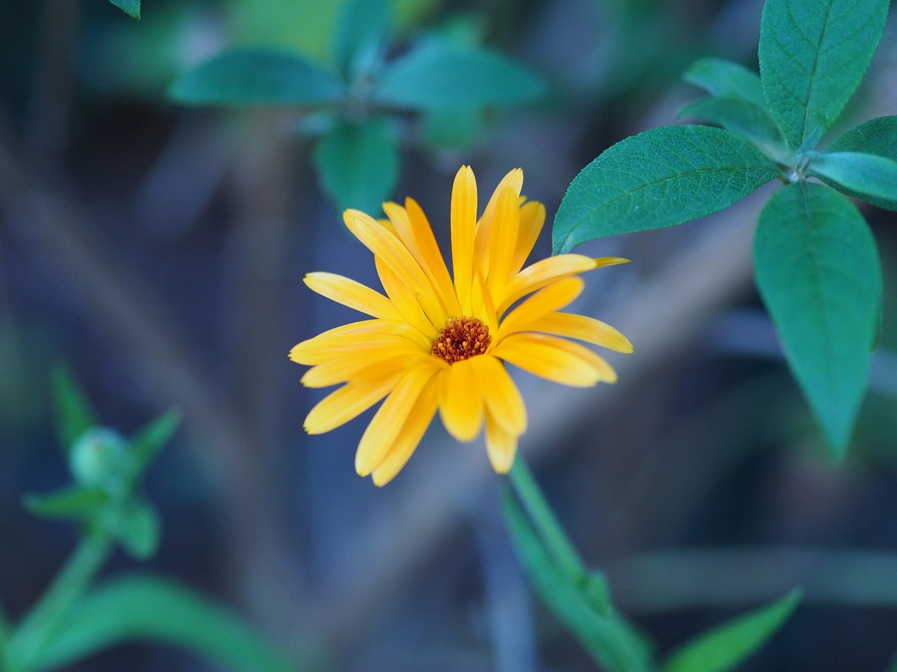 flower yellow love free photo