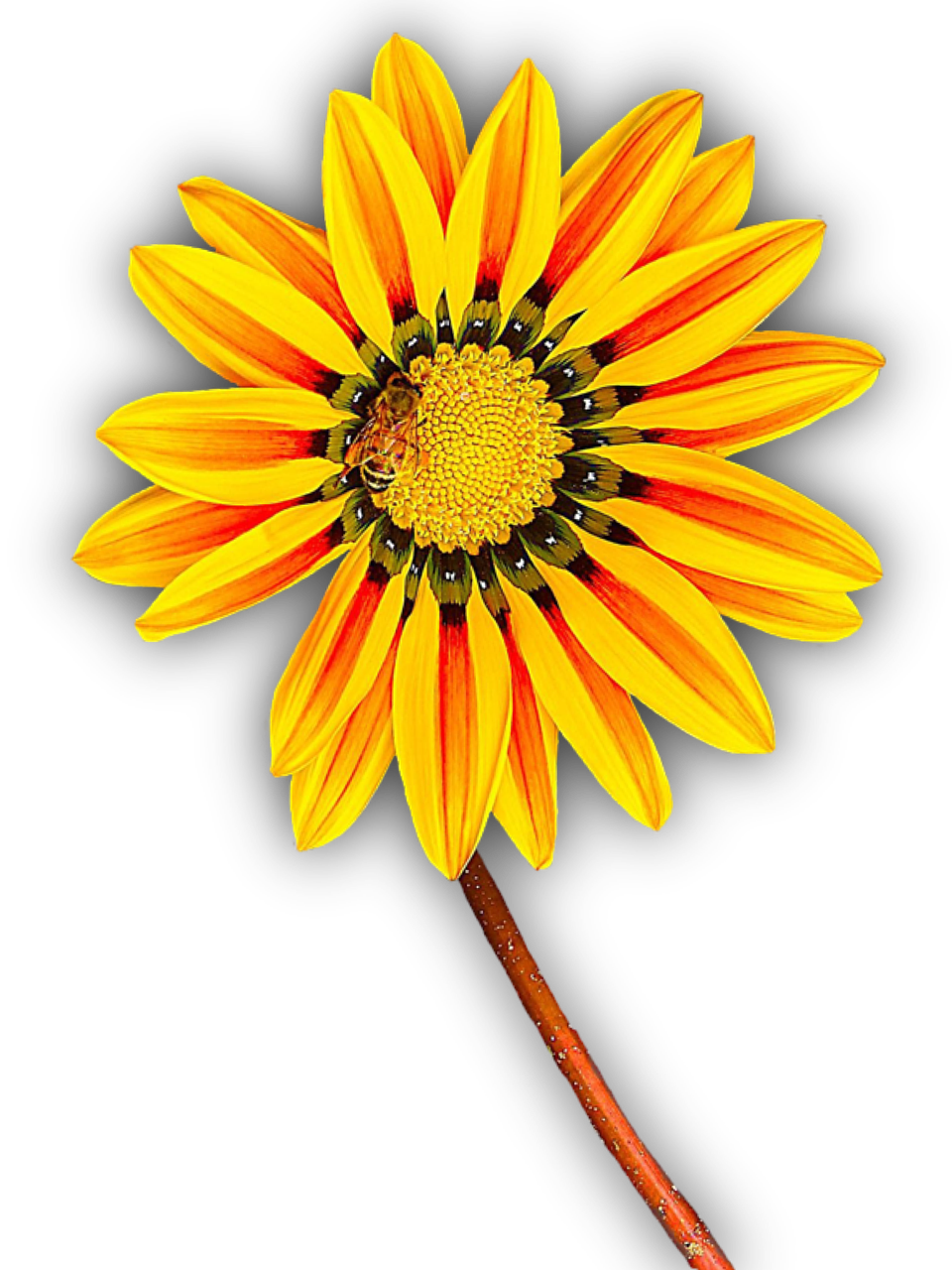 flower yellow isolated free photo