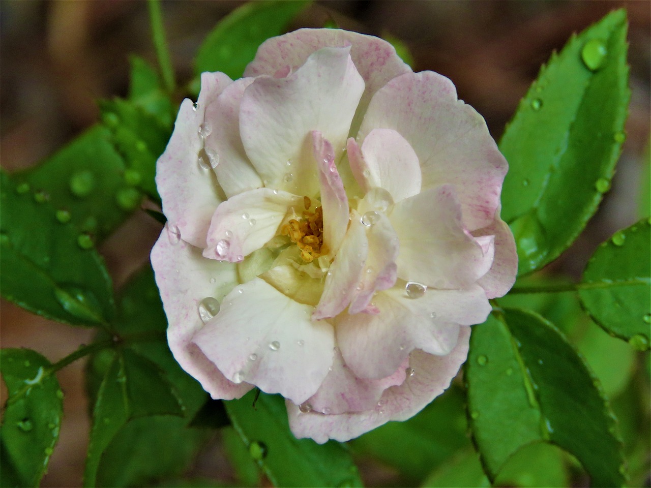 flower pink and white garden free photo