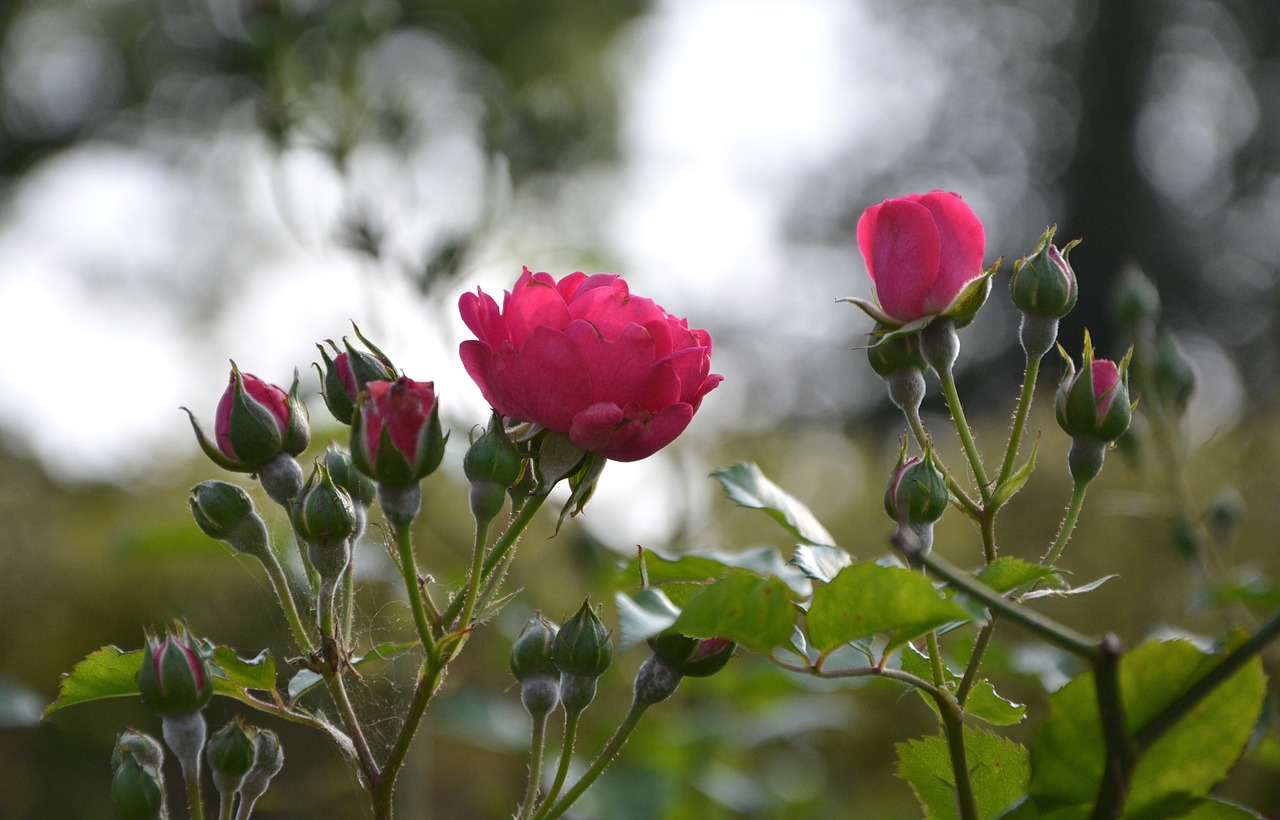 flower roses rose bud free photo