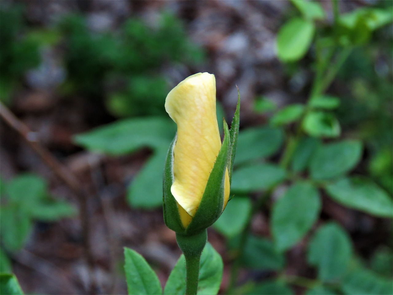 flower bud yellow free photo