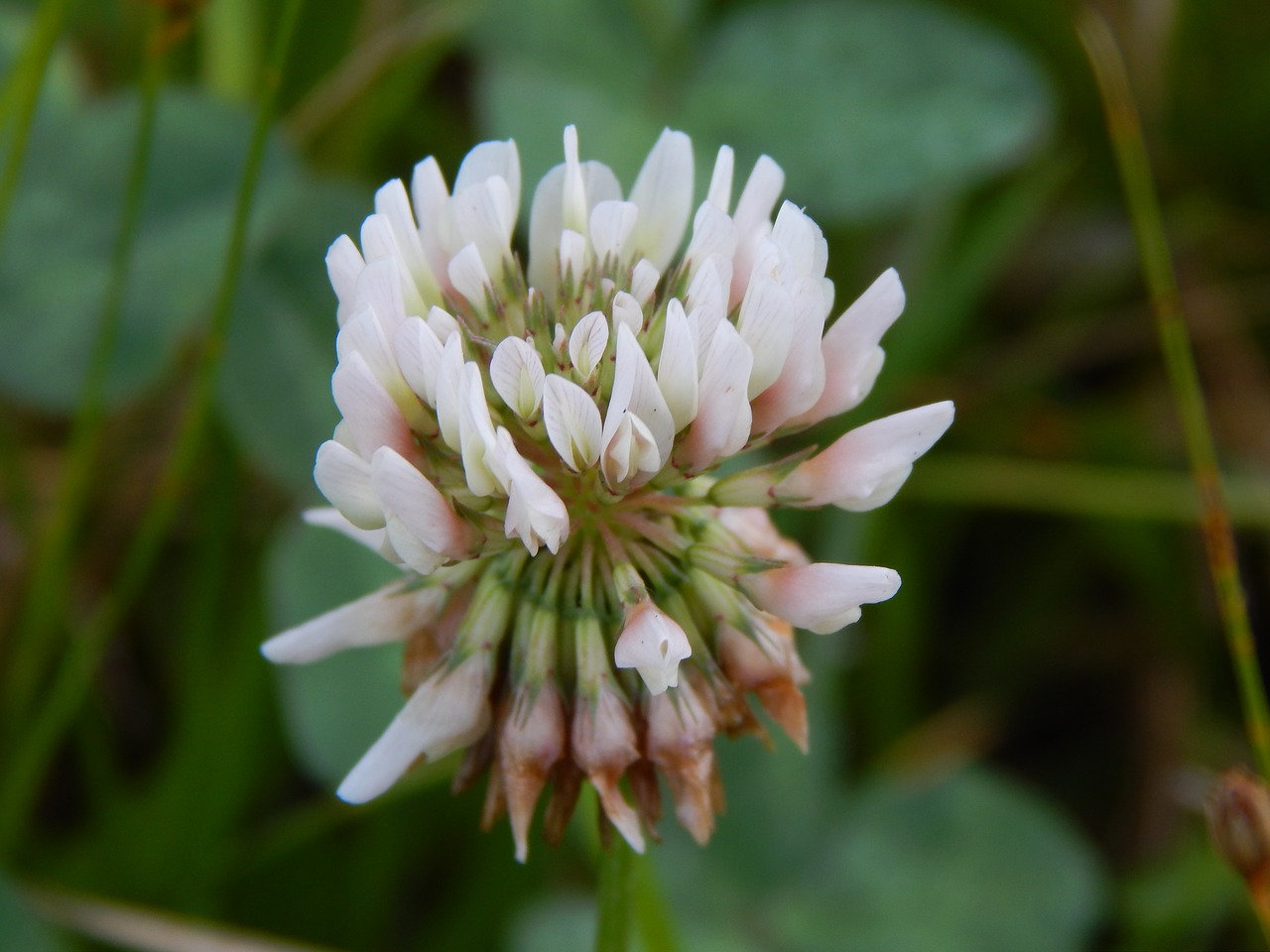 flower clover white free photo