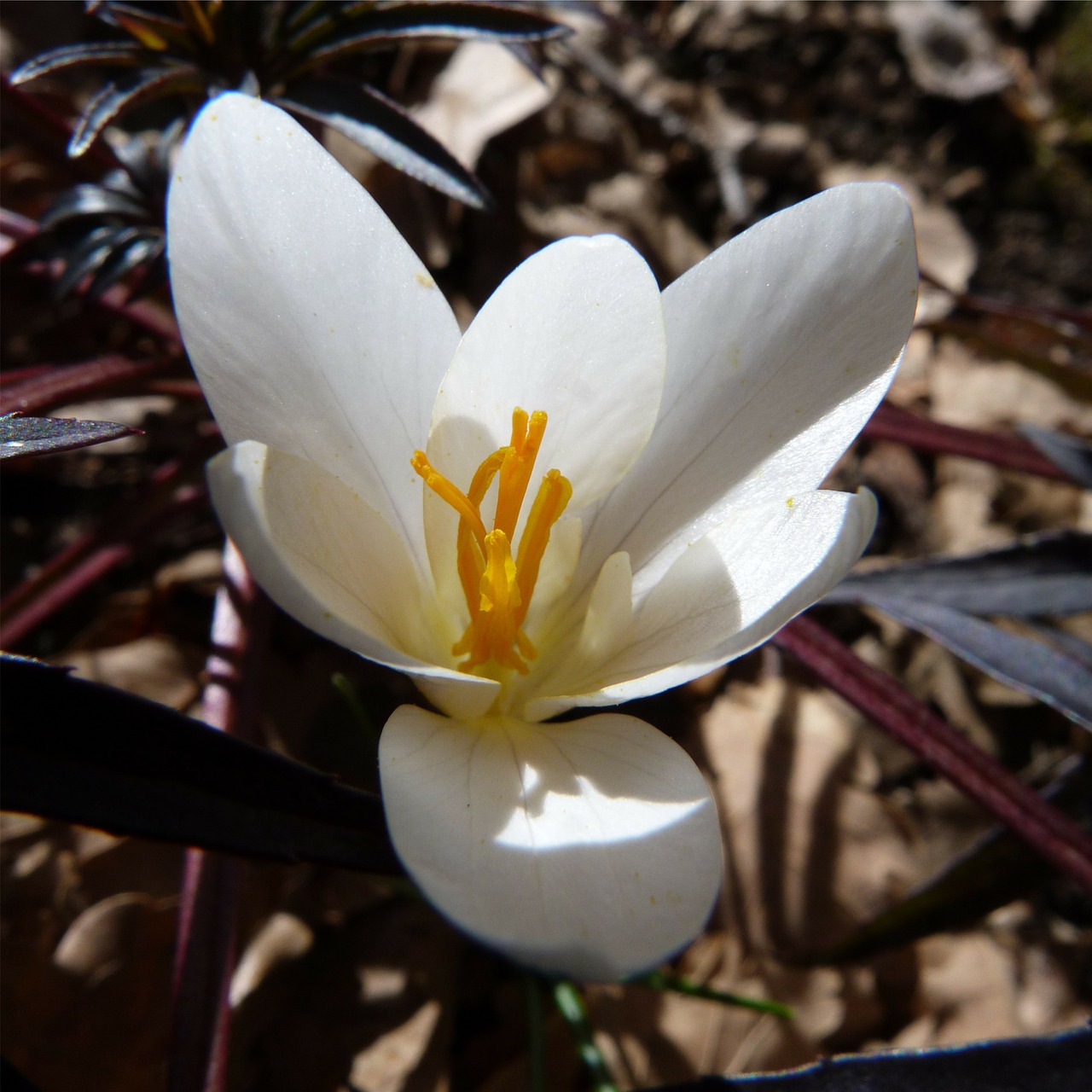 flower crocus spring free photo