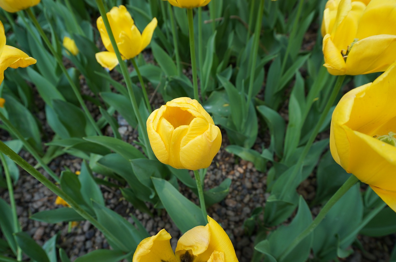 flower yellow flower tulip free photo