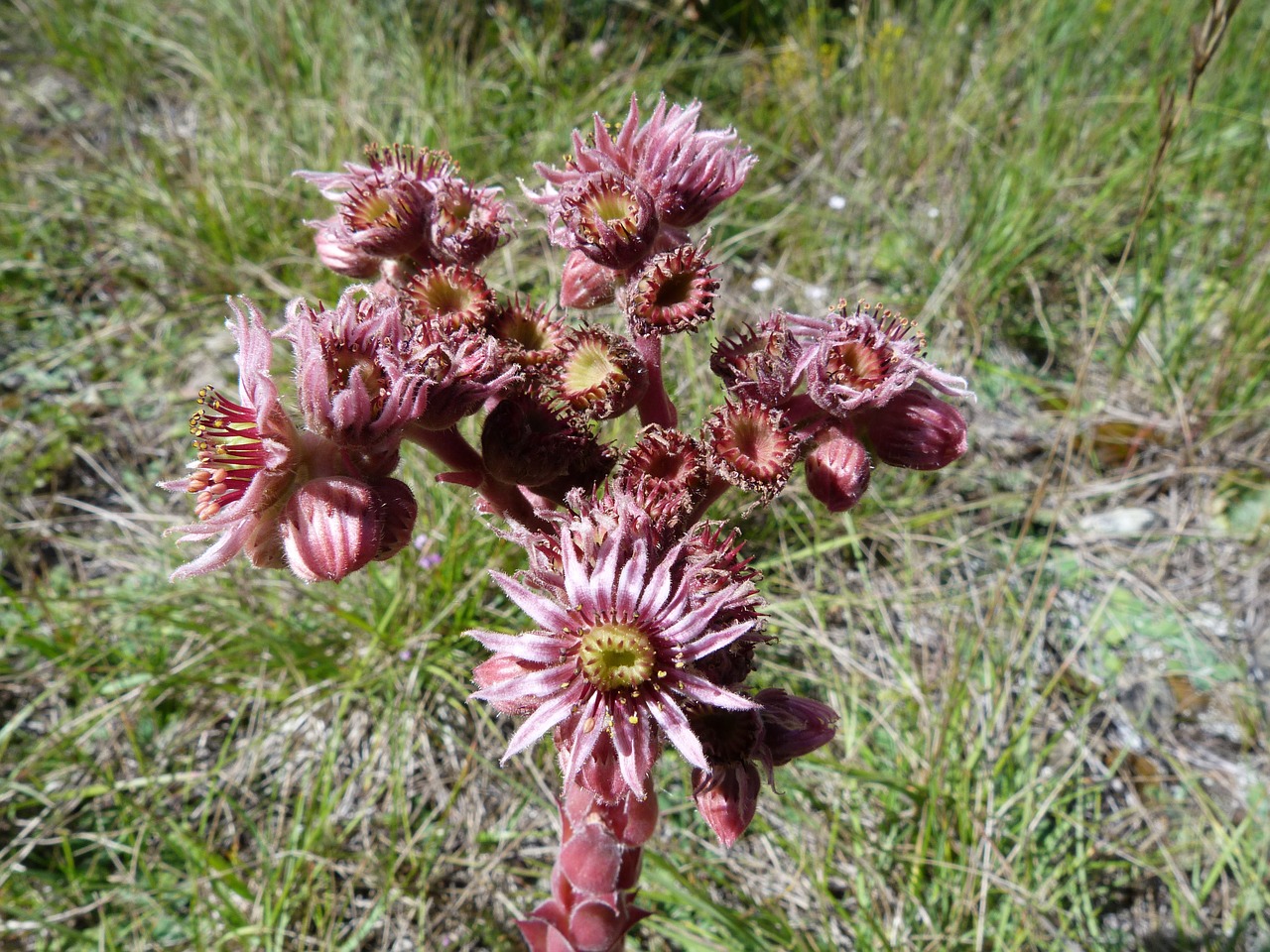 flower nature alps free photo