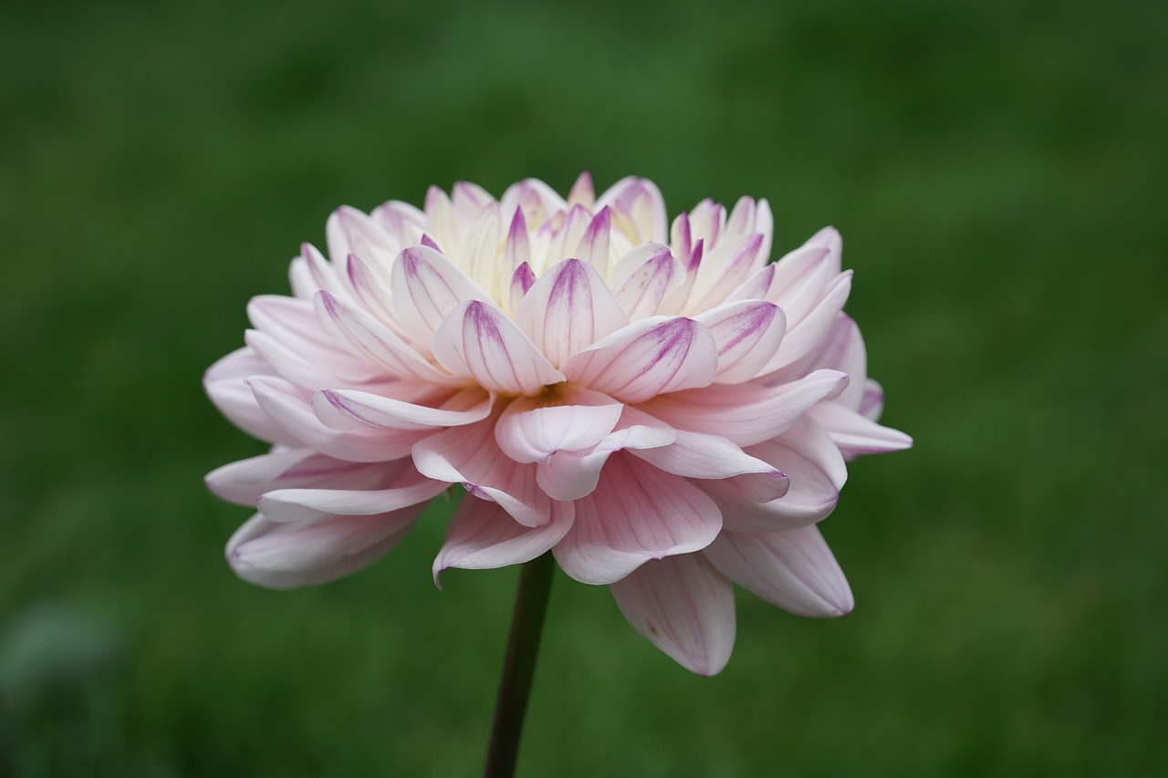 flower plant white free photo