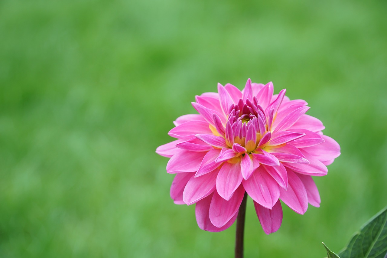 flower pink nature free photo