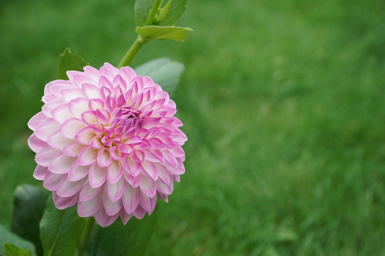 flower meadow garden free photo