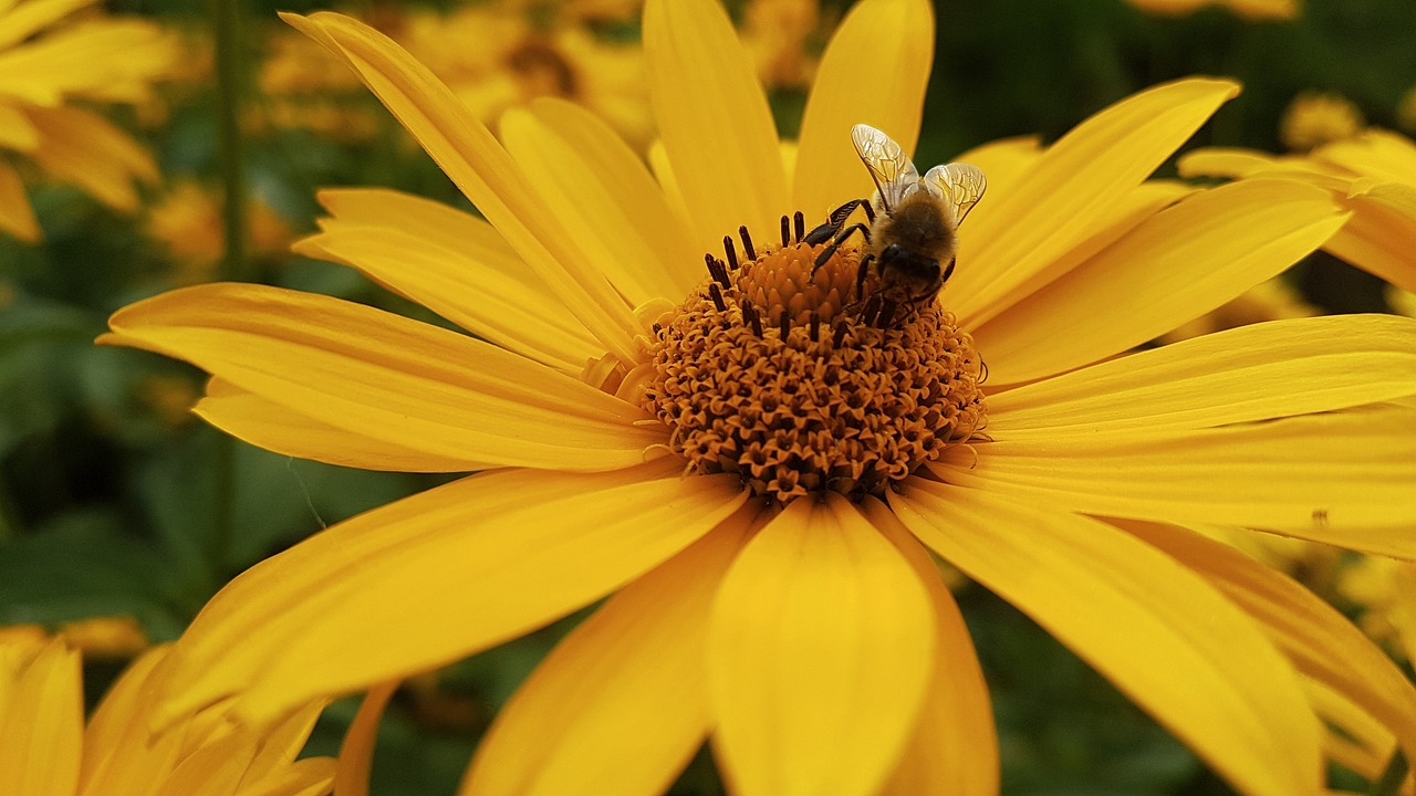 flower flowers garden free photo