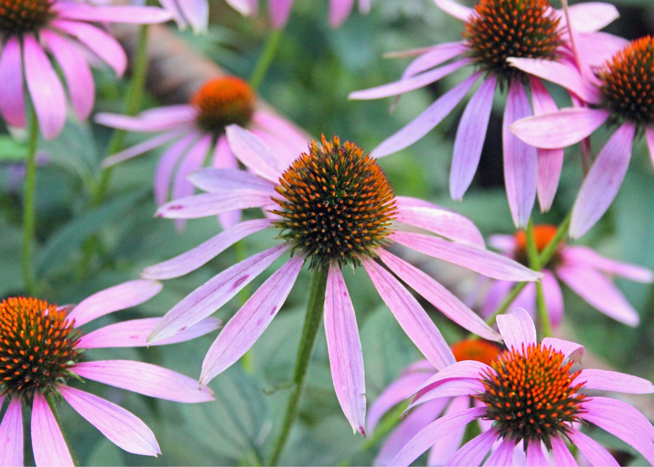 flower purple floral free photo