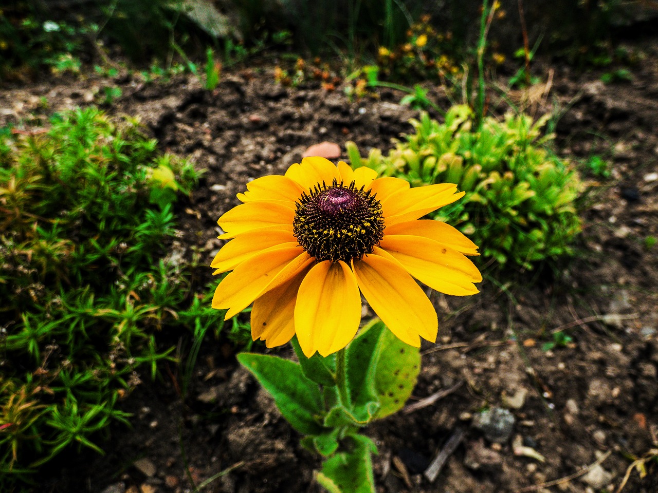 flower green yellow free photo