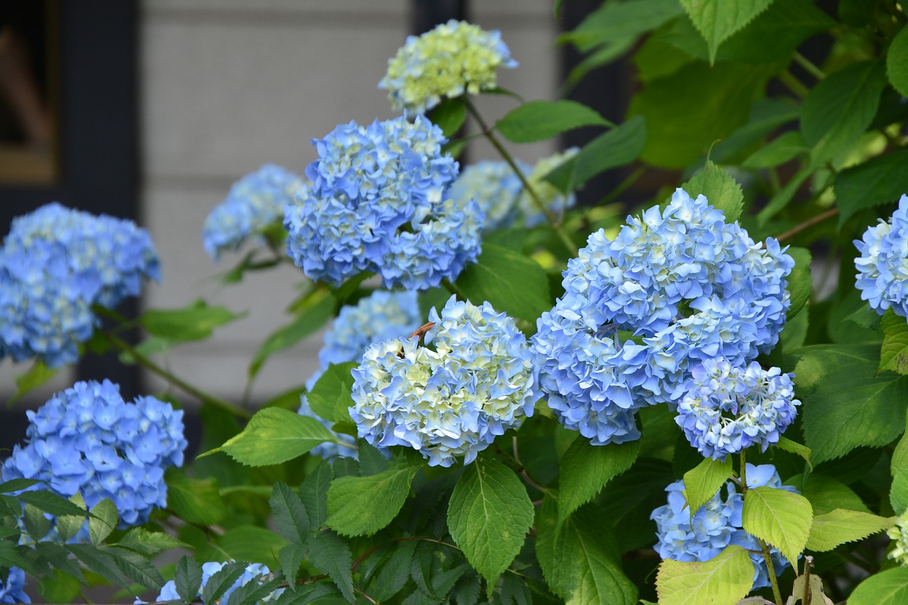 flower hydrangea blue free photo