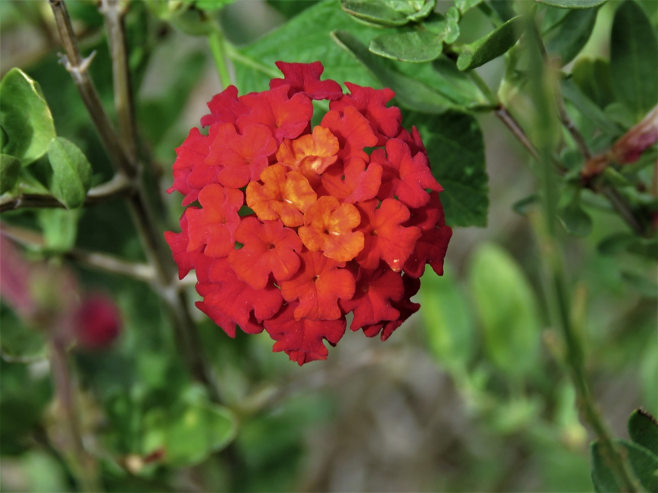 flower tiny red free photo