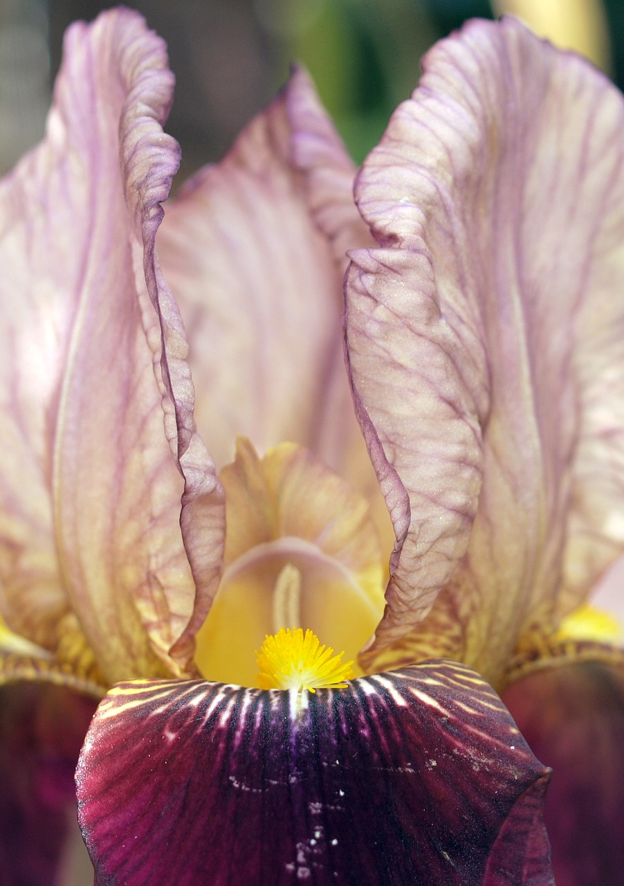 flower iris plant free photo