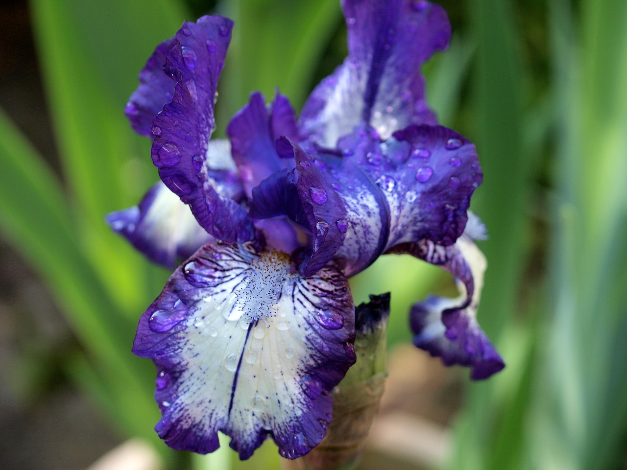 flower iris plant free photo