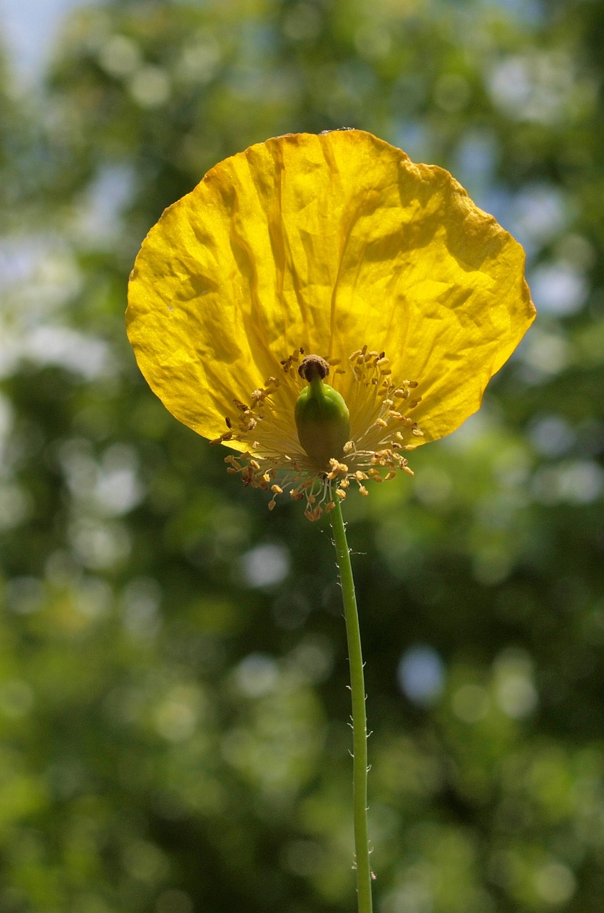 flower poppy plant free photo