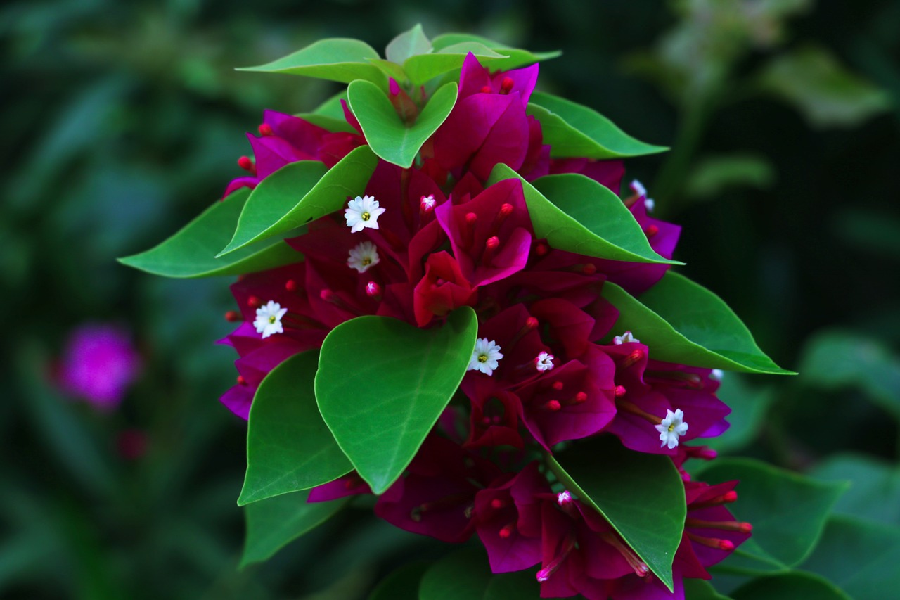 flower macro plant free photo