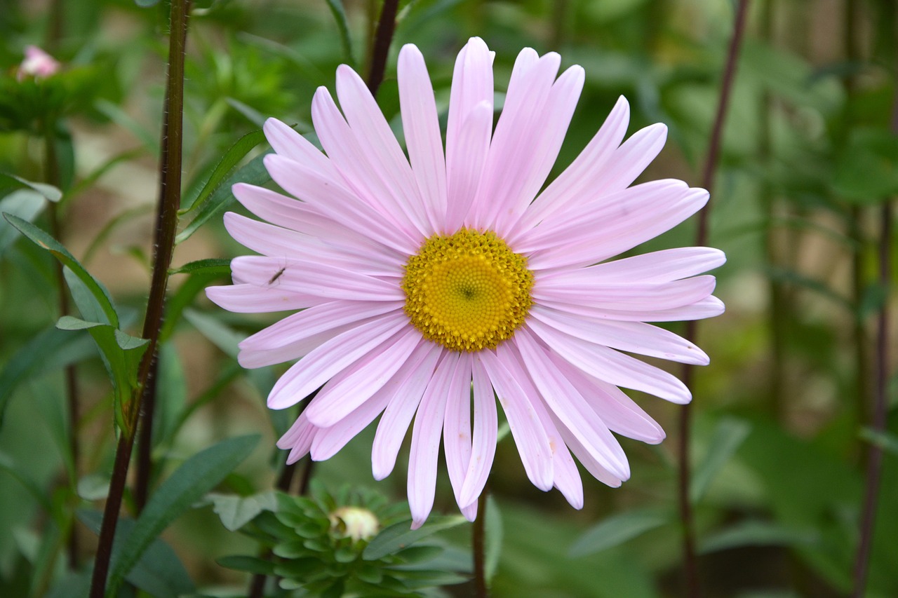 flower daisy pale pink petals free photo