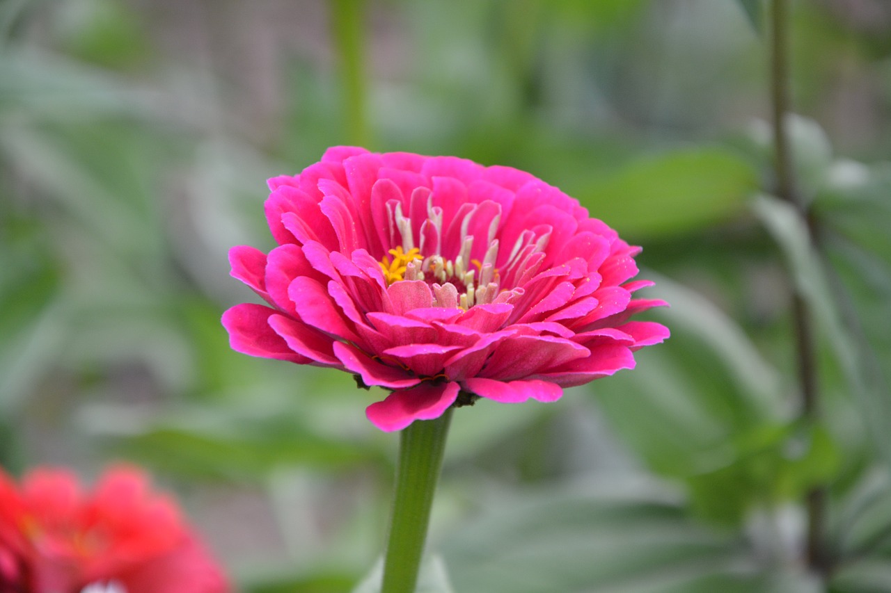 flower bouquet flowering free photo