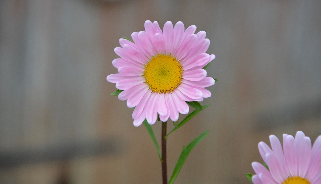 flower bouquet petals free photo