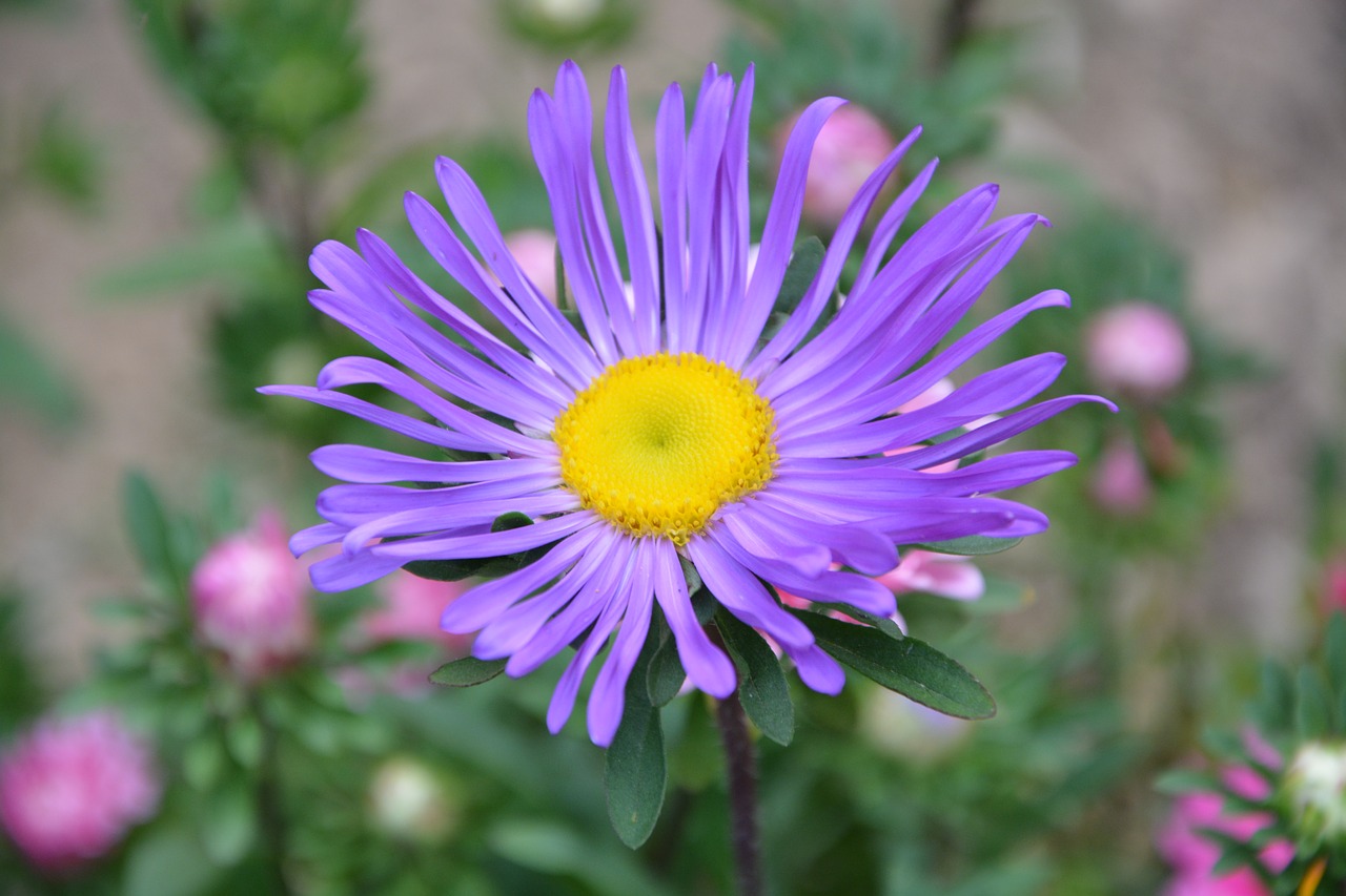 flower marguerite purple free photo