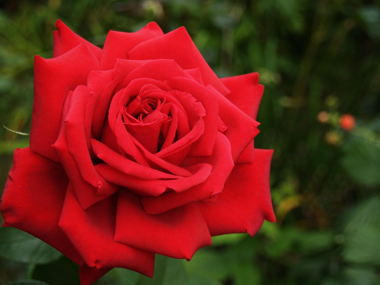 flower rose red rose free photo