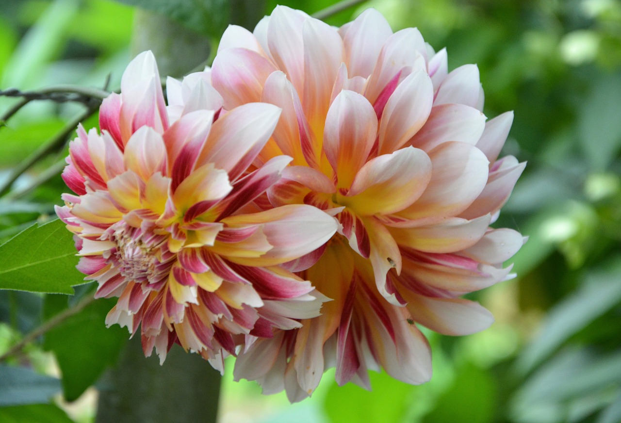 flower dahlia bicolor free photo