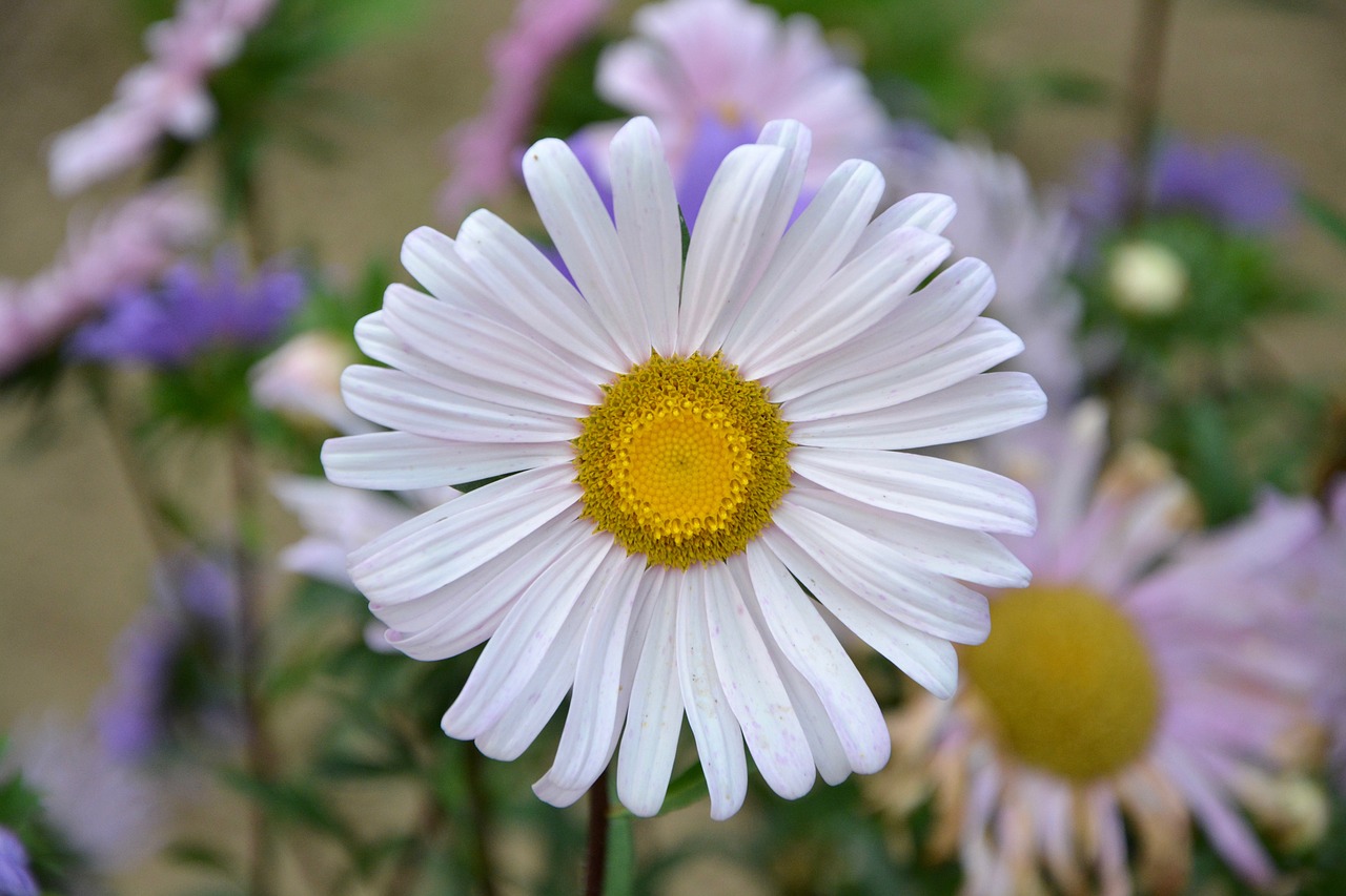 flower marguerite petals free photo