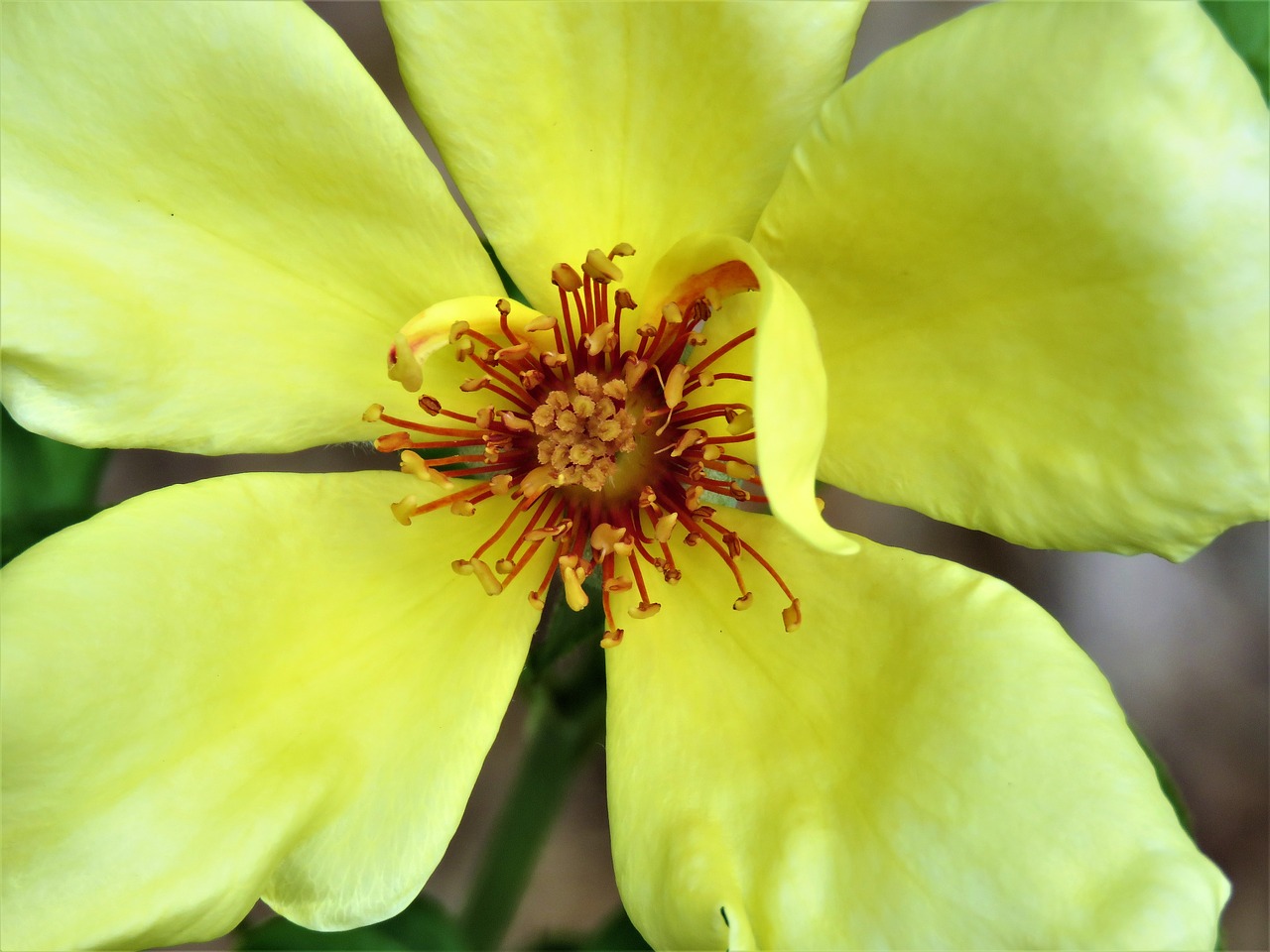 flower yellow rose free photo