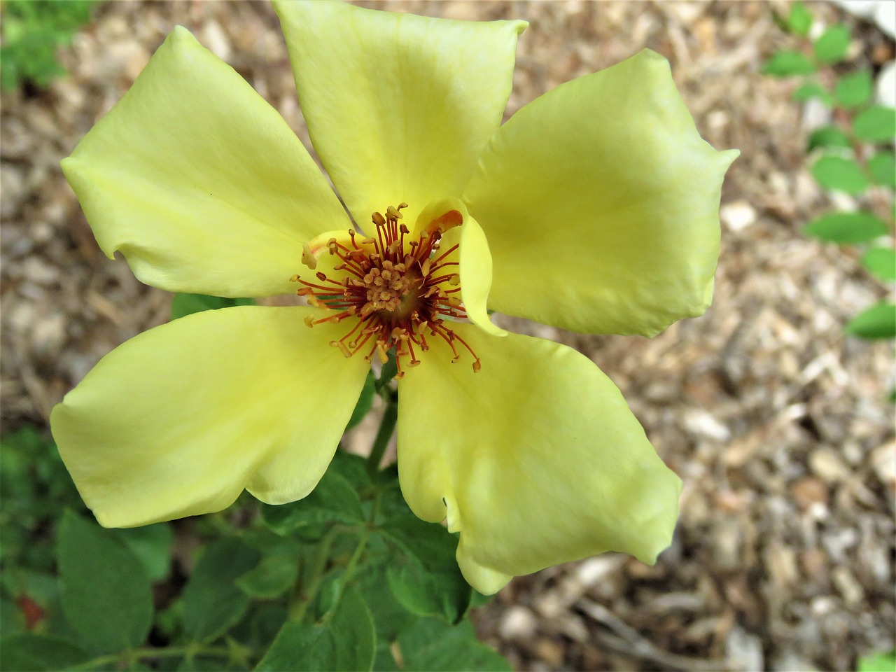 flower yellow rose free photo