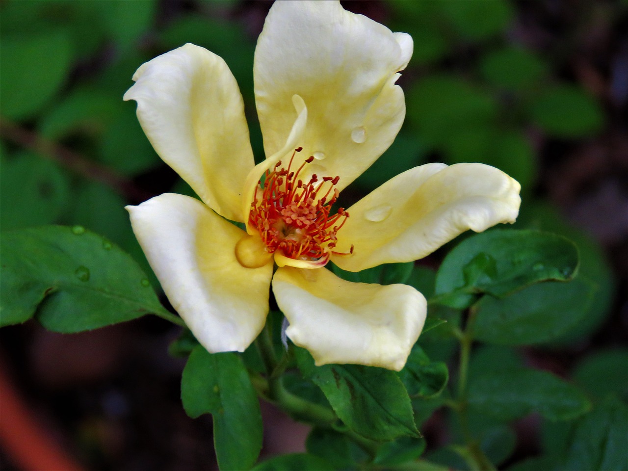 flower yellow close up free photo