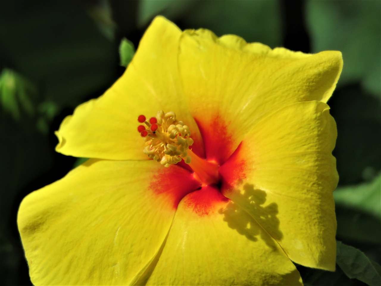 flower yellow rust free photo