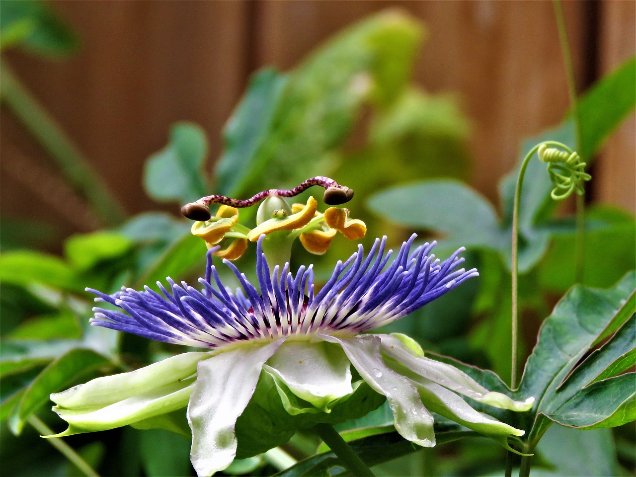 flower complex passion flower bloom free photo