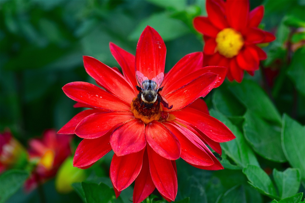 flower red bright free photo