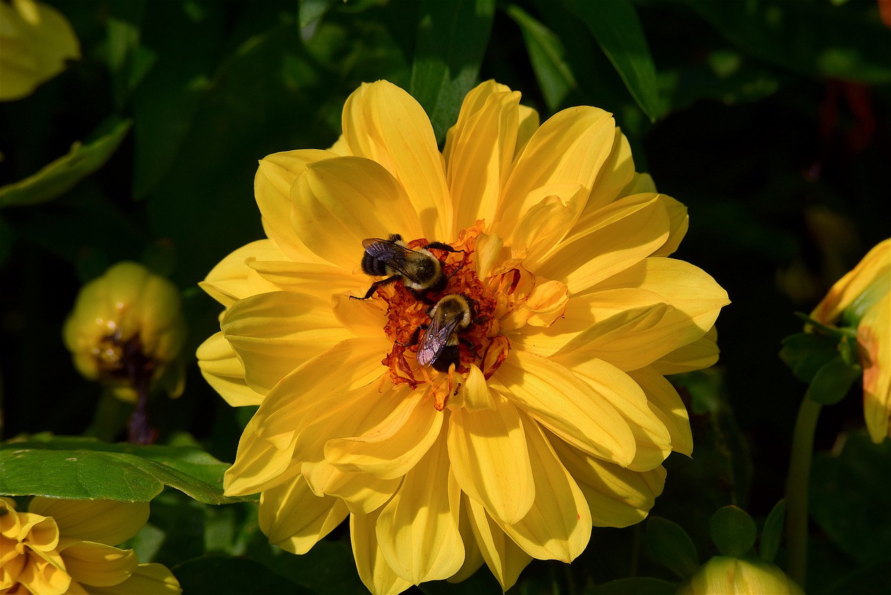 flower yellow bright free photo