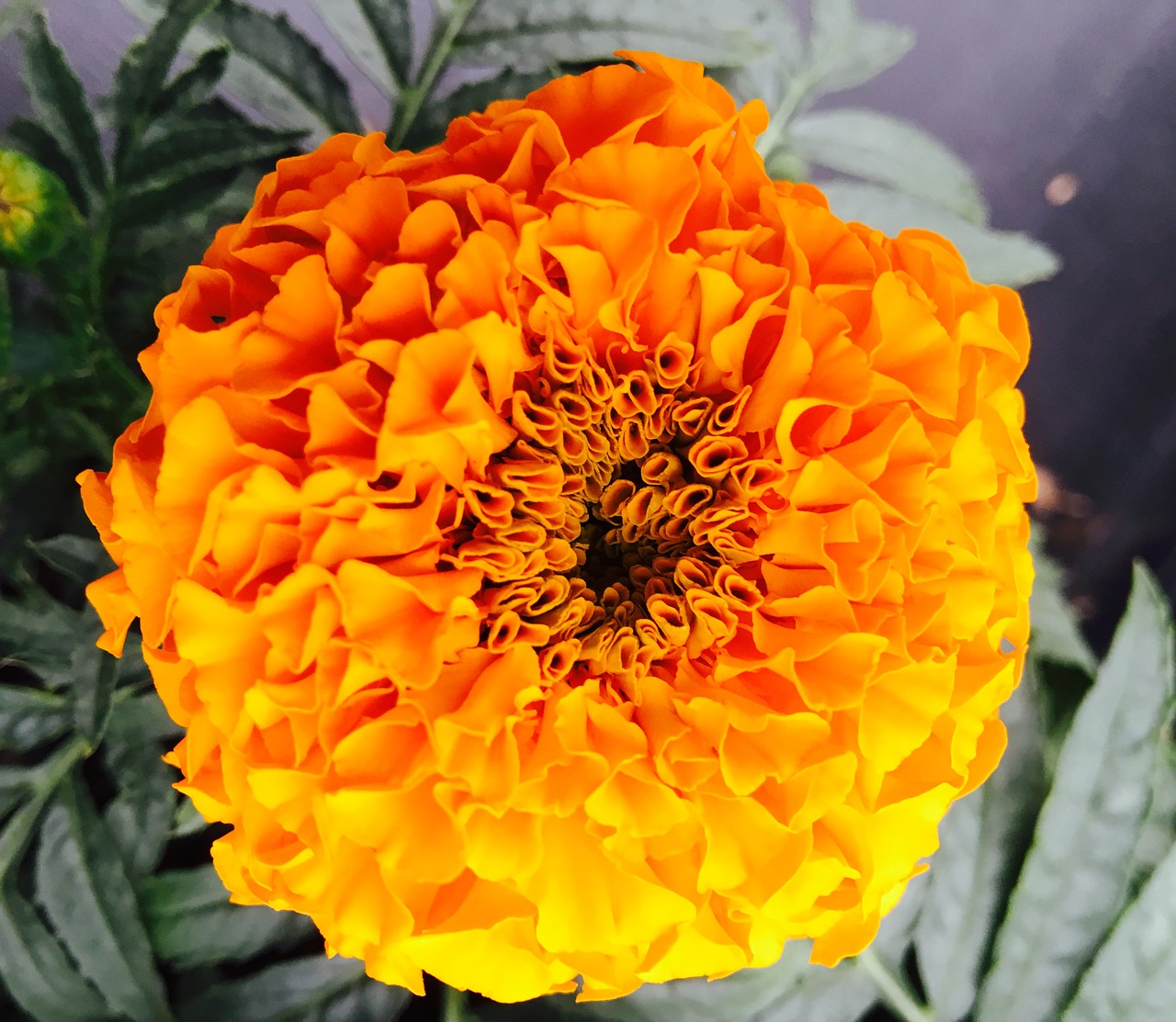 flower orange garden free photo