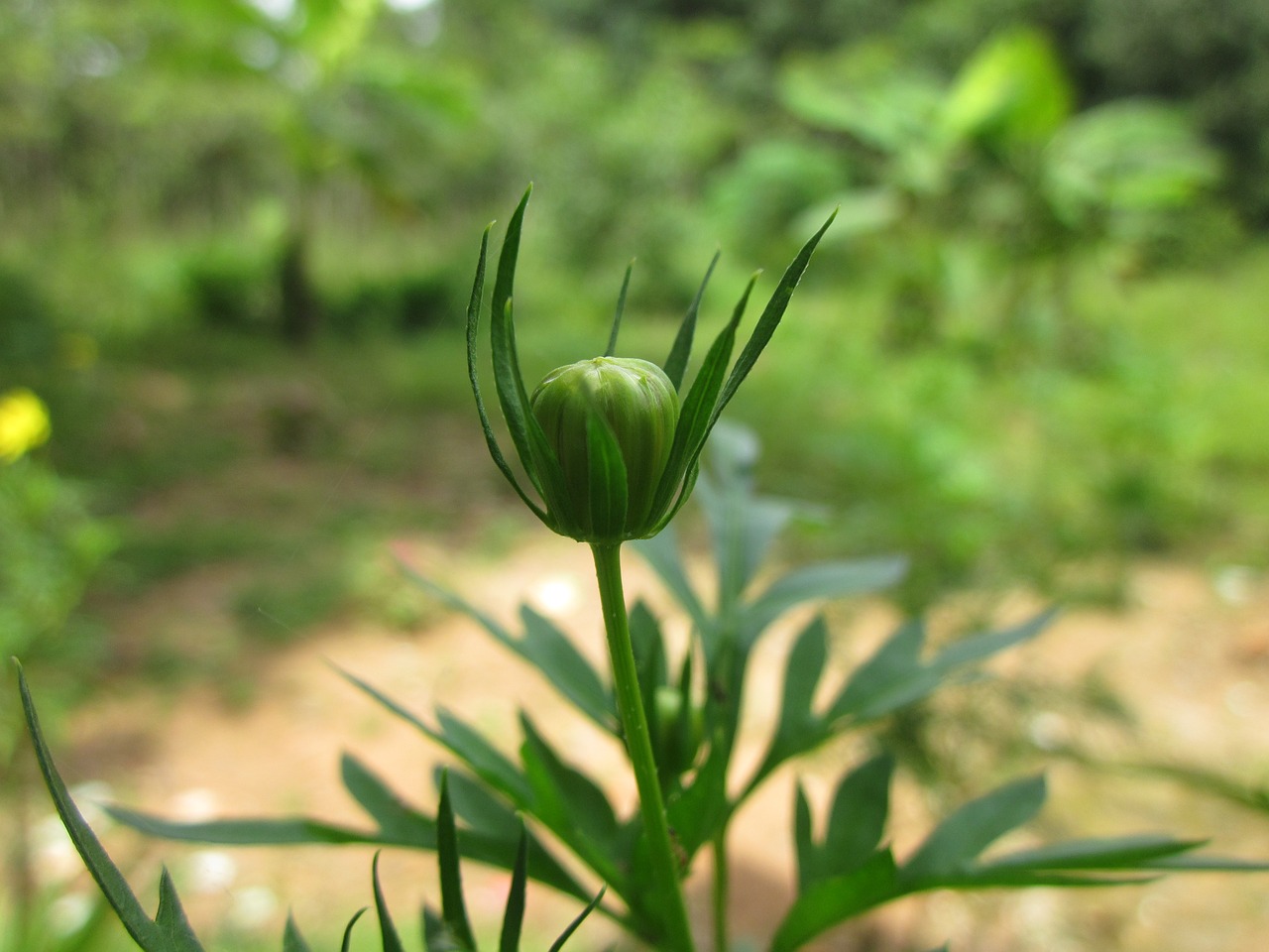 flower buds beautiful flower free photo