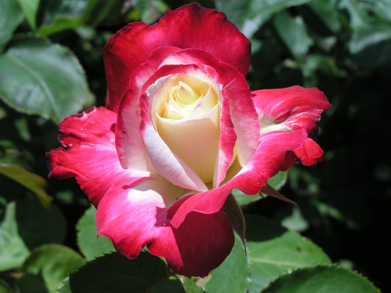 flower rose bloom free photo