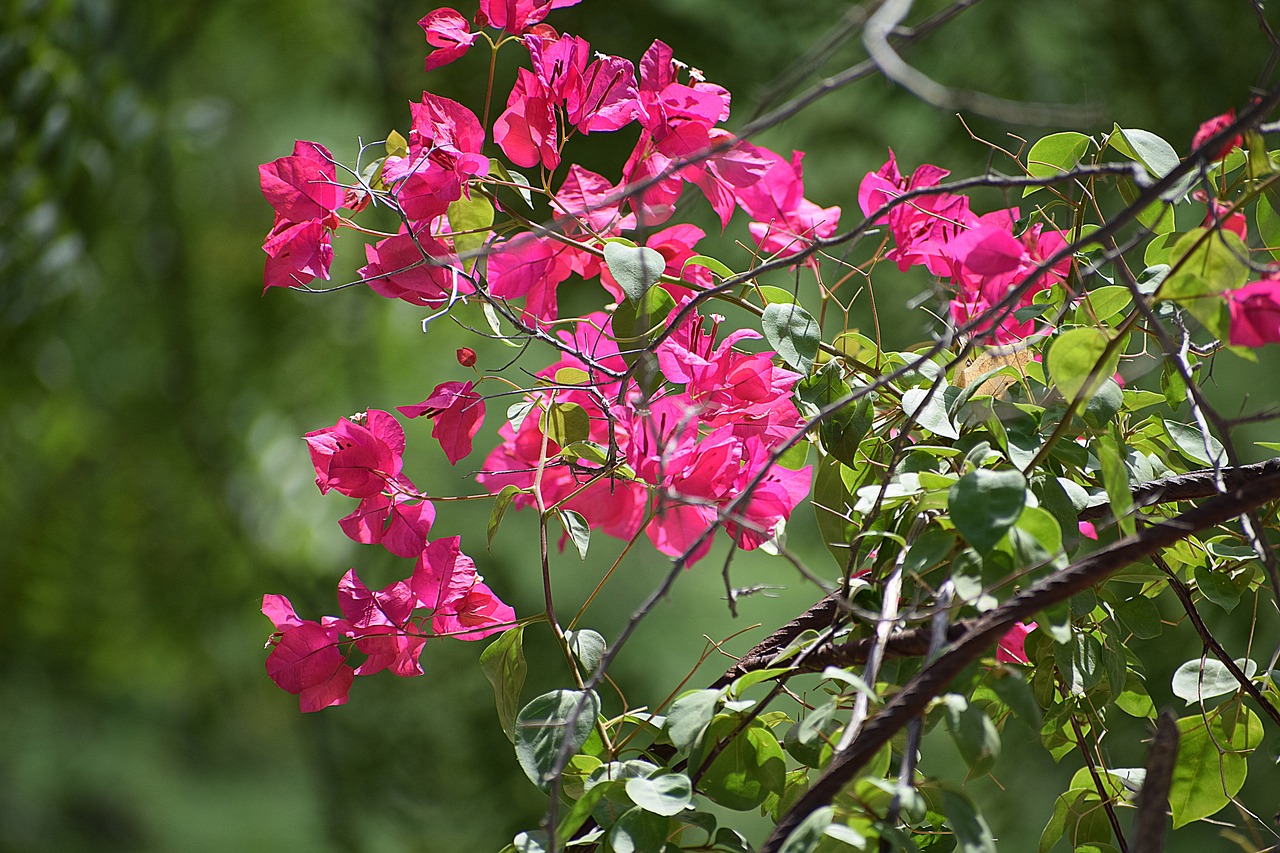 flower nature red free photo