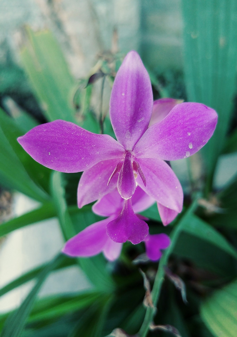 flower violet orchid free photo