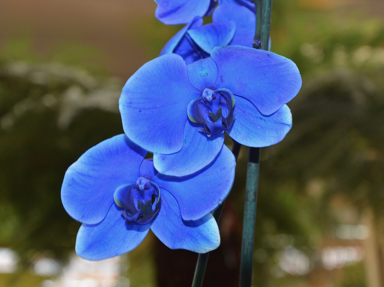 flower orchid blue orchid free photo