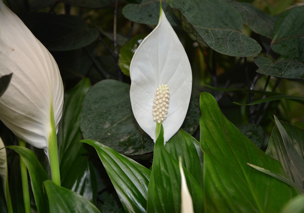 flower plant spathiphyllum white free photo