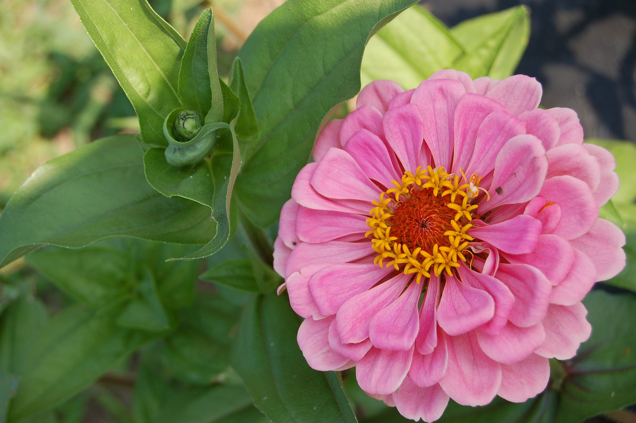 flower pink flowers free photo