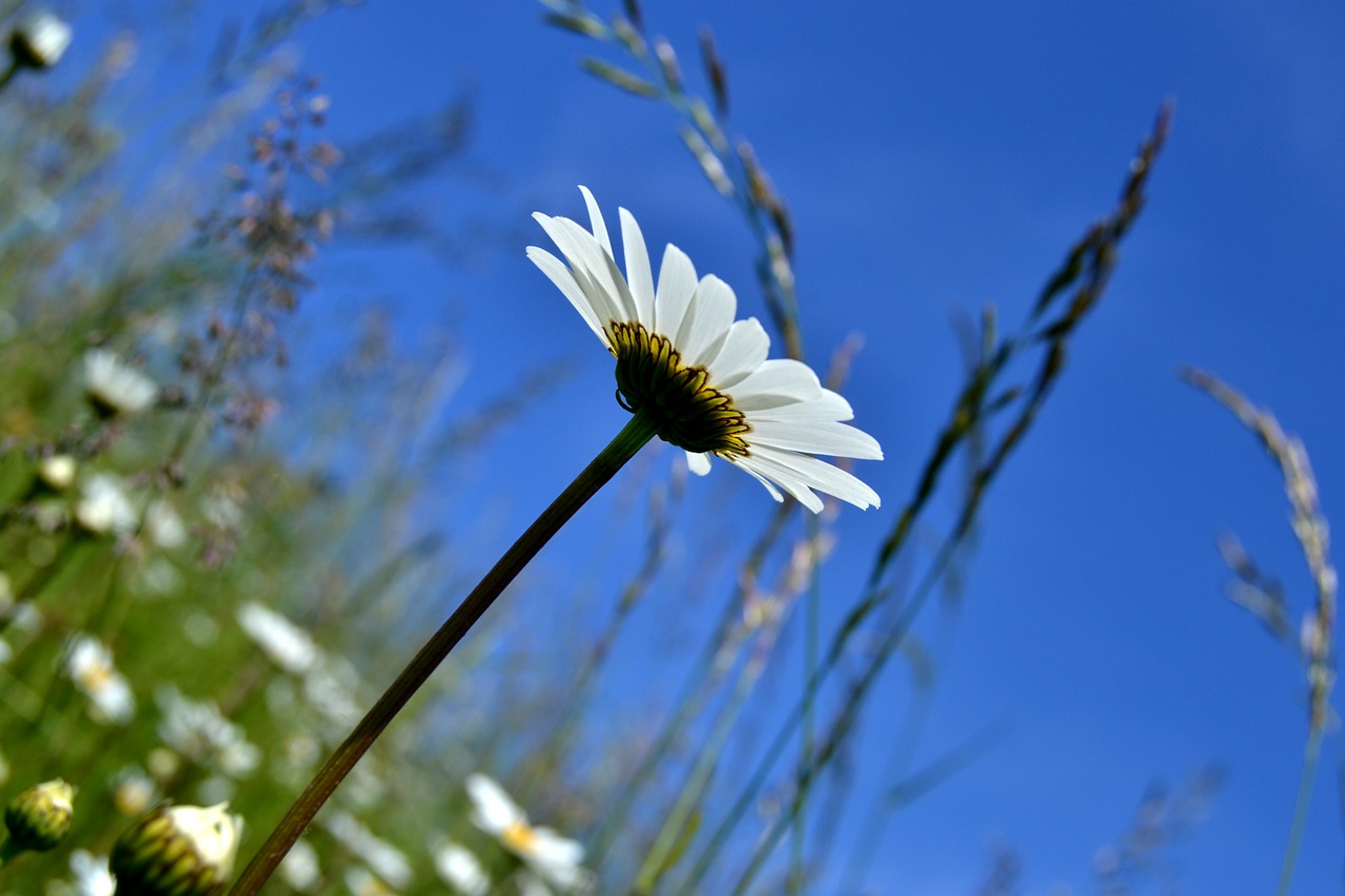 flower marguerite leucanthemum free photo